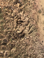 Hydrochoerus hydrochaeris