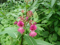 Impatiens glandulifera