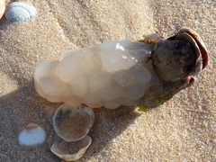 Phallusia mammillata