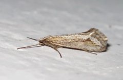 Deuterotinea casanella