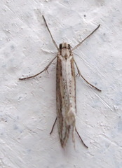 Deuterotinea casanella