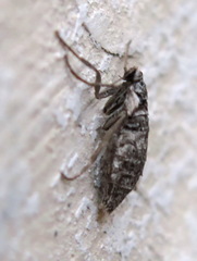Deuterotinea casanella