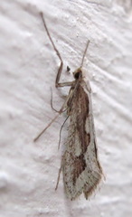 Deuterotinea casanella