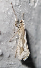 Deuterotinea casanella