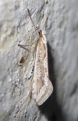 Deuterotinea casanella