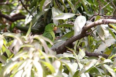 Psittacara leucophthalmus