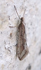 Deuterotinea casanella