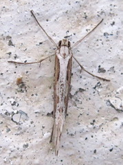 Deuterotinea casanella