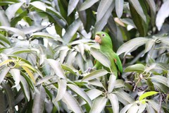 Psittacara leucophthalmus