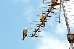 Pitangus sulphuratus