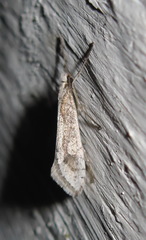 Deuterotinea casanella