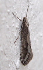 Deuterotinea casanella