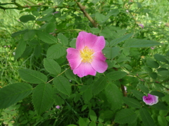 Rosa caryophyllacea