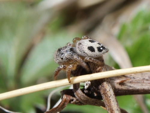 Habronattus decorus