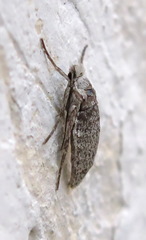 Deuterotinea casanella