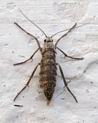Deuterotinea casanella