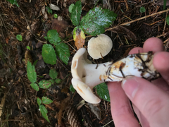 Hydnum olympicum