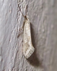 Deuterotinea casanella