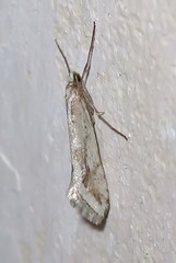Deuterotinea casanella