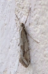 Deuterotinea casanella
