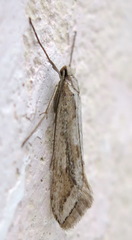 Deuterotinea casanella