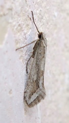 Deuterotinea casanella