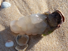 Phallusia mammillata