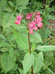 Impatiens glandulifera