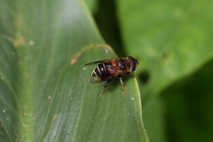 Palpada mexicana
