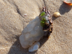 Phallusia mammillata