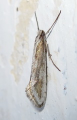 Deuterotinea casanella