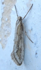Deuterotinea casanella