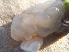 Phallusia mammillata