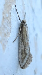 Deuterotinea casanella