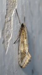 Deuterotinea casanella