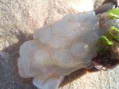 Phallusia mammillata