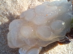 Phallusia mammillata