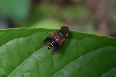 Palpada mexicana