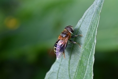 Palpada mexicana