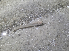 Actinopterygii