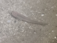 Actinopterygii