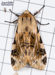 Hypercompe nemophila