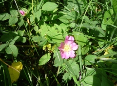 Rosa caryophyllacea