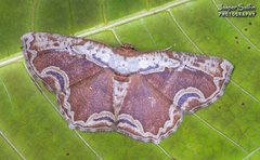 Sabulodes ornatissima