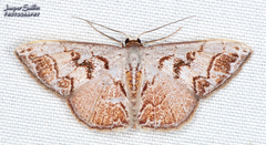 Idaea fervens