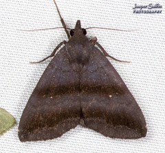 Rejectaria lysandria