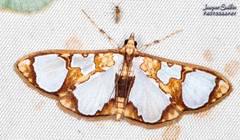 Glyphodes grandisalis