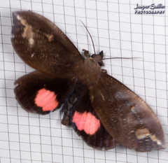 Tetrisia florigera