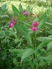 Impatiens glandulifera