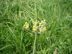 Pilosella floribunda